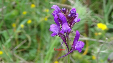 Linaria 